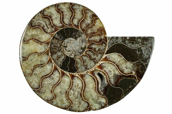 Cut & Polished Ammonite Fossil (Half) - Madagascar #317951